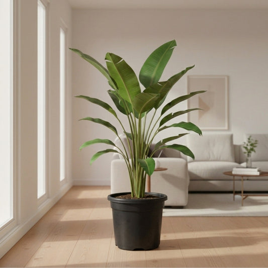 Bird of Paradise Plant