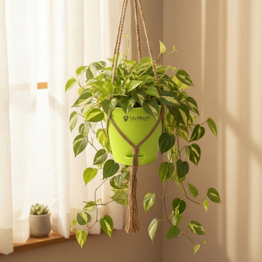 Money Plant Variegated With Hanging Pot