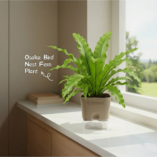 Osaka Bird Nest Fern