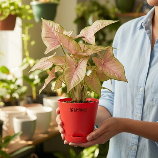 Syngonium Pink Plant