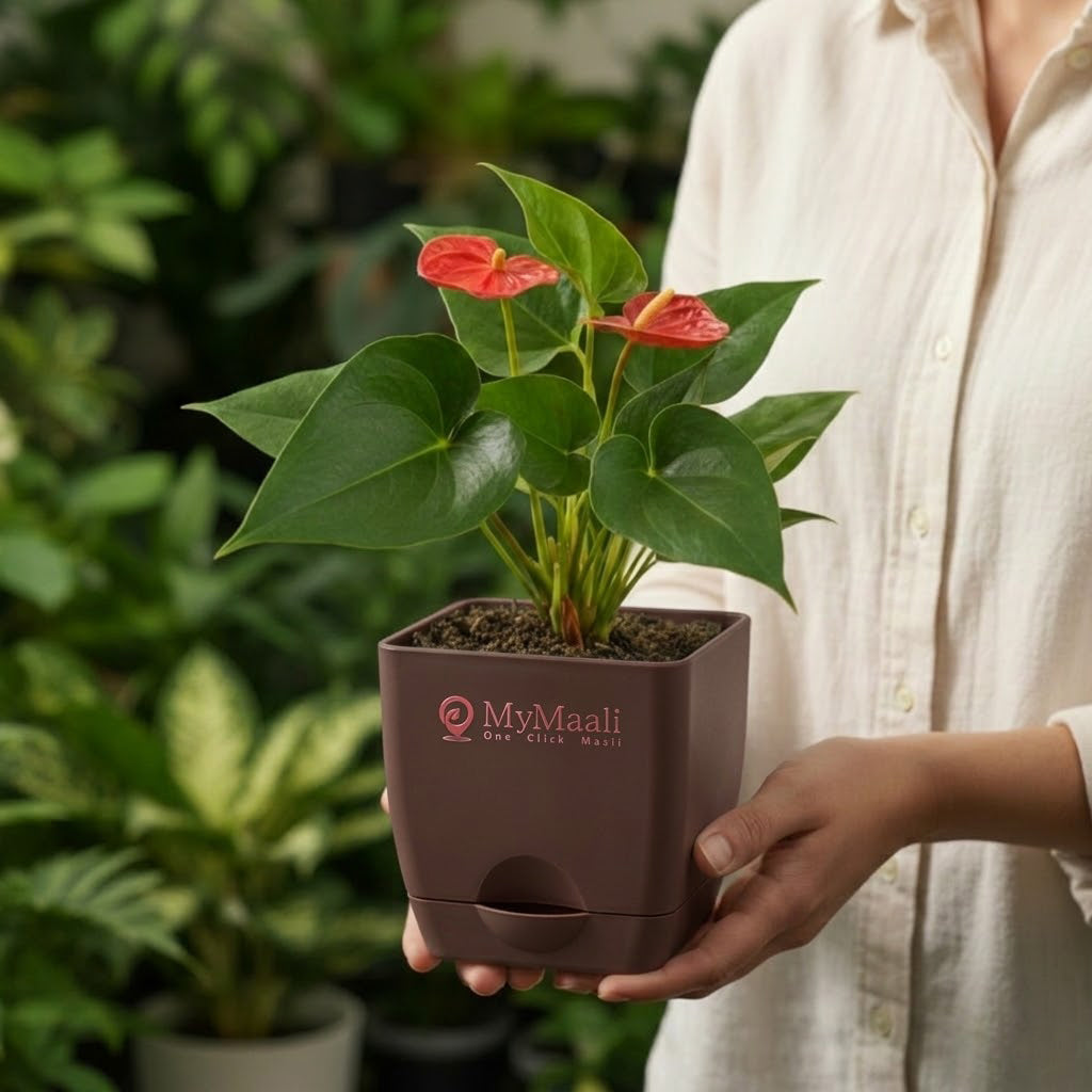 Anthurium Red Plant