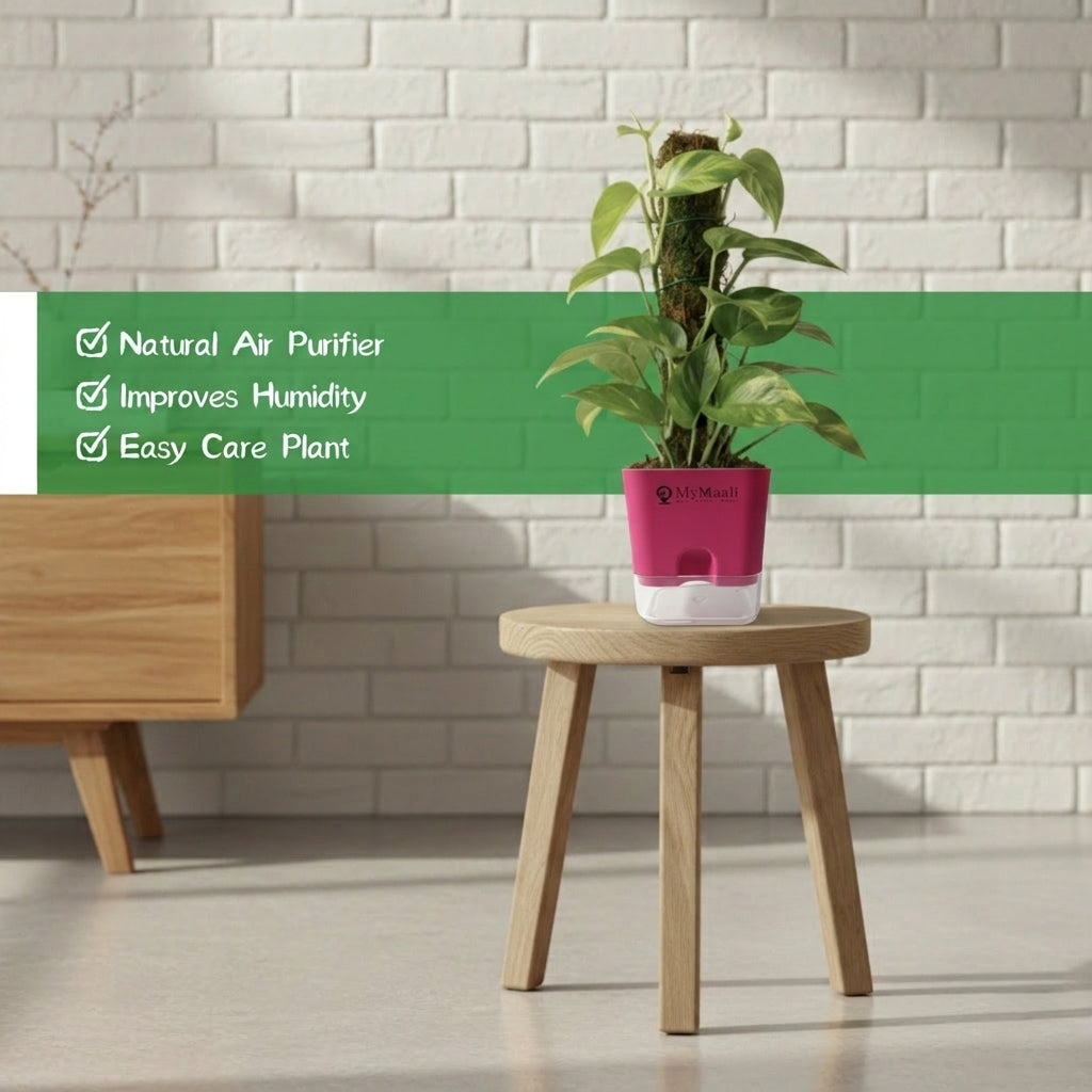 Oxycardium Green Plant with Moss Stick - Medium