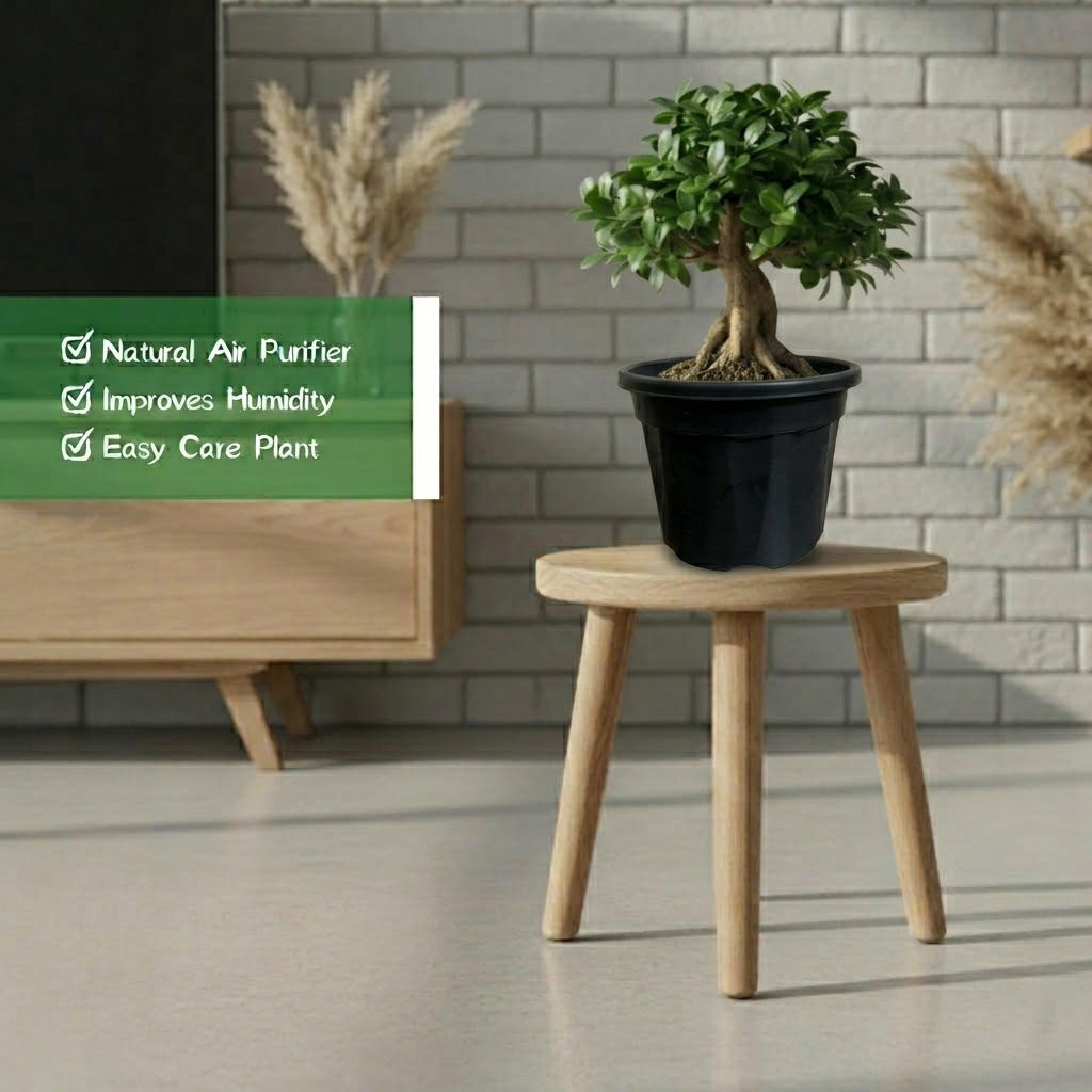 Ficus Bonsai Plant