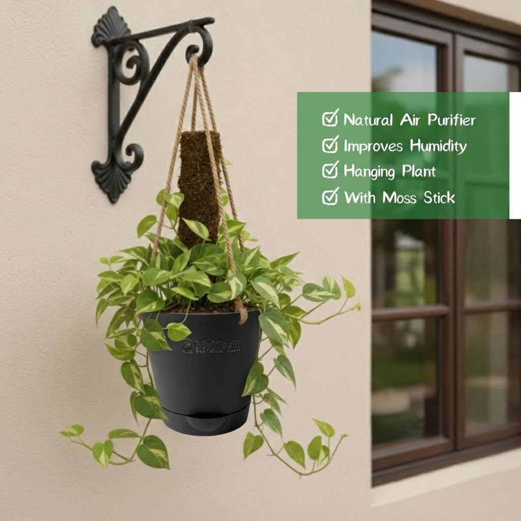 Money Plant Variegated With Hanging Pot And moss stick