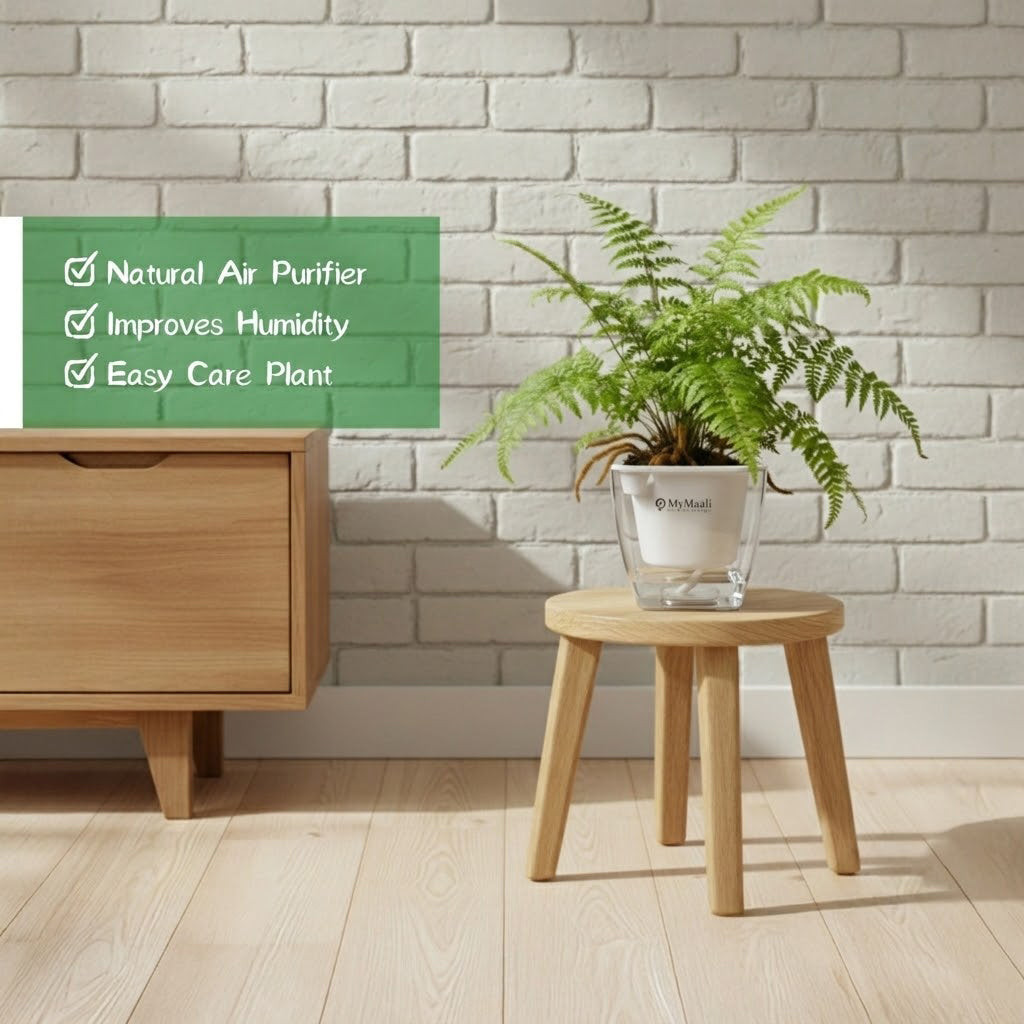 Rabbit's Foot Fern Plant