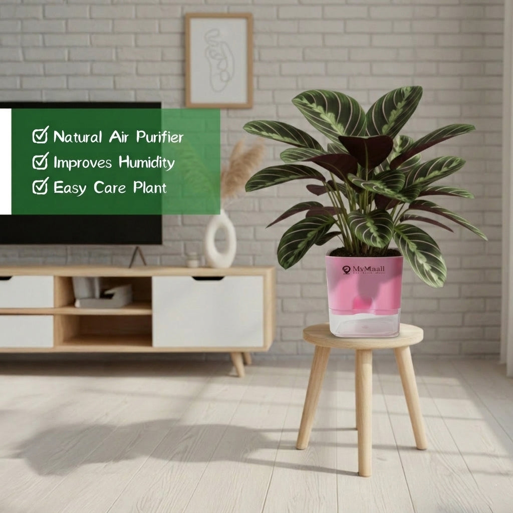 Calathea Sanderiana