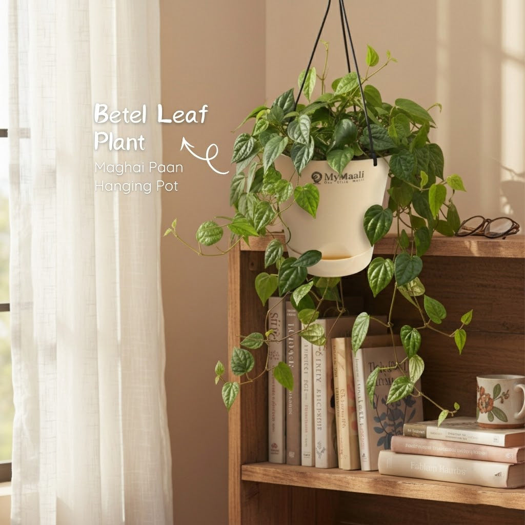 Betel Leaf Plant (Magai Paan)