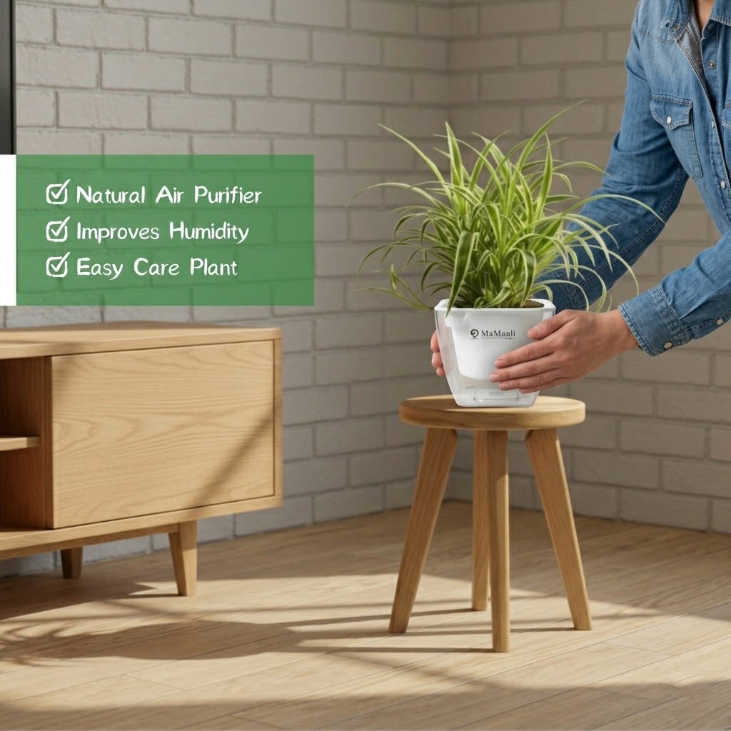 Chlorophytum Spider Plant