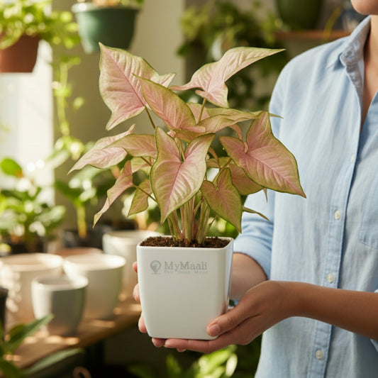 Syngonium Pink Plant