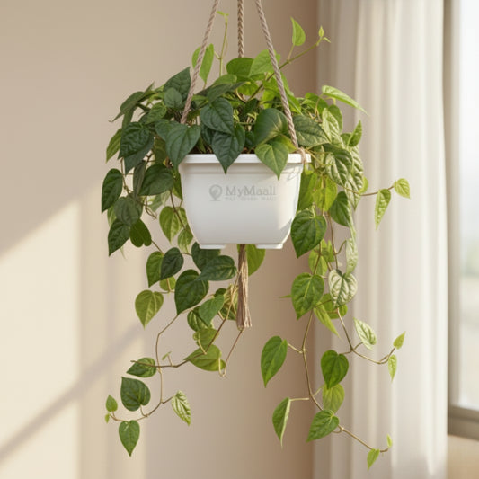 Betel Leaf Plant (Magai Paan) -small