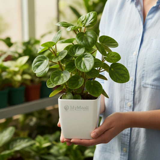 Peperomia Green Plant-small