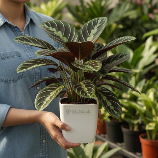 Calathea Sanderiana