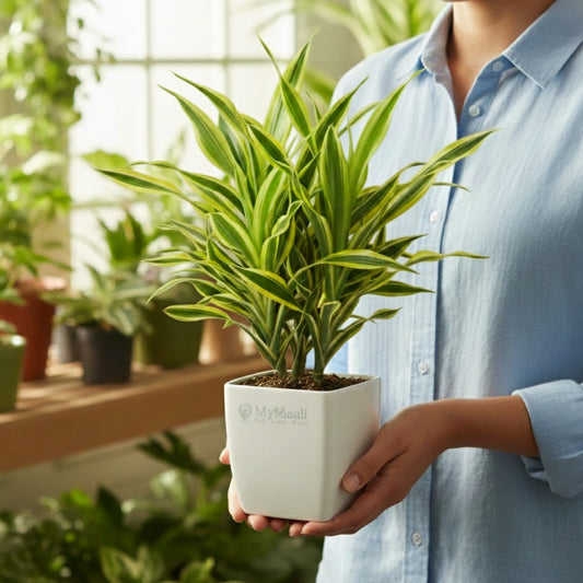 Dracena Lemon Lime Plant