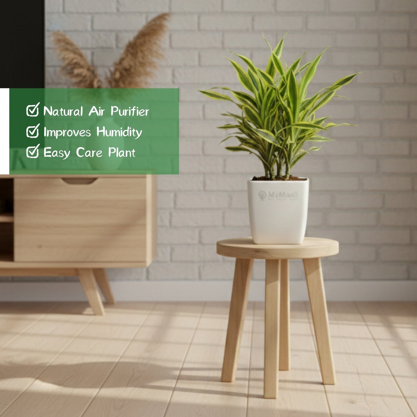 Dracena Lemon Lime Plant