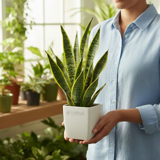 Snake Plant - Golden