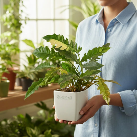 Philodendron Ring of Fire Variegated