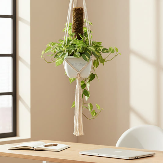 Money Plant Variegated With Hanging Pot And moss stick