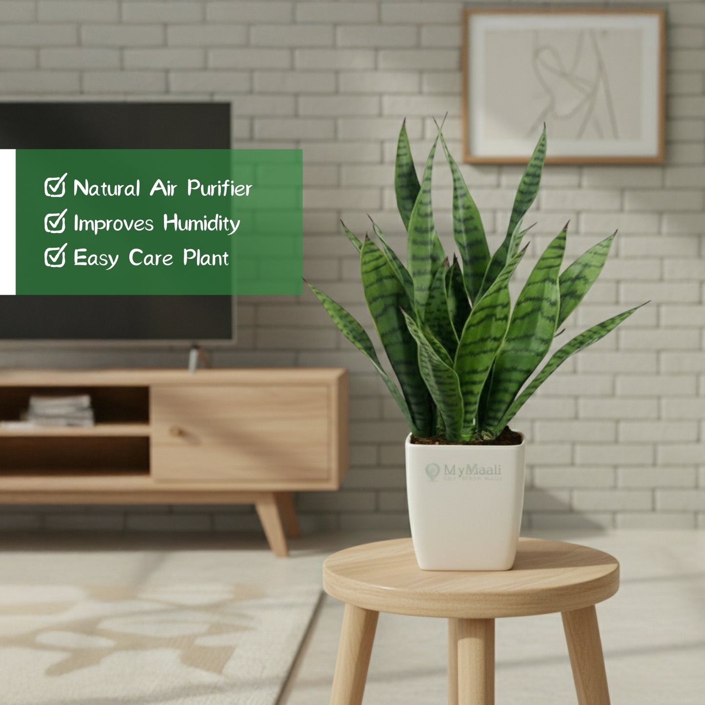 Sansevieria Superba Green - Snake Plant