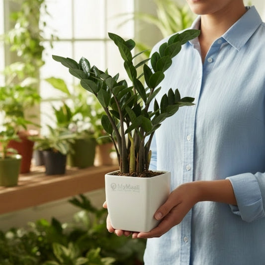 Zamia ZZ Black Plant