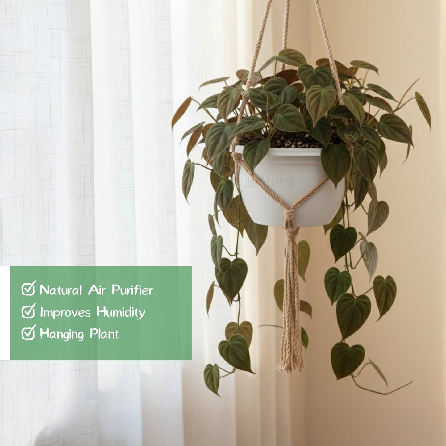 Philodendron Micans Plant pot and hanging