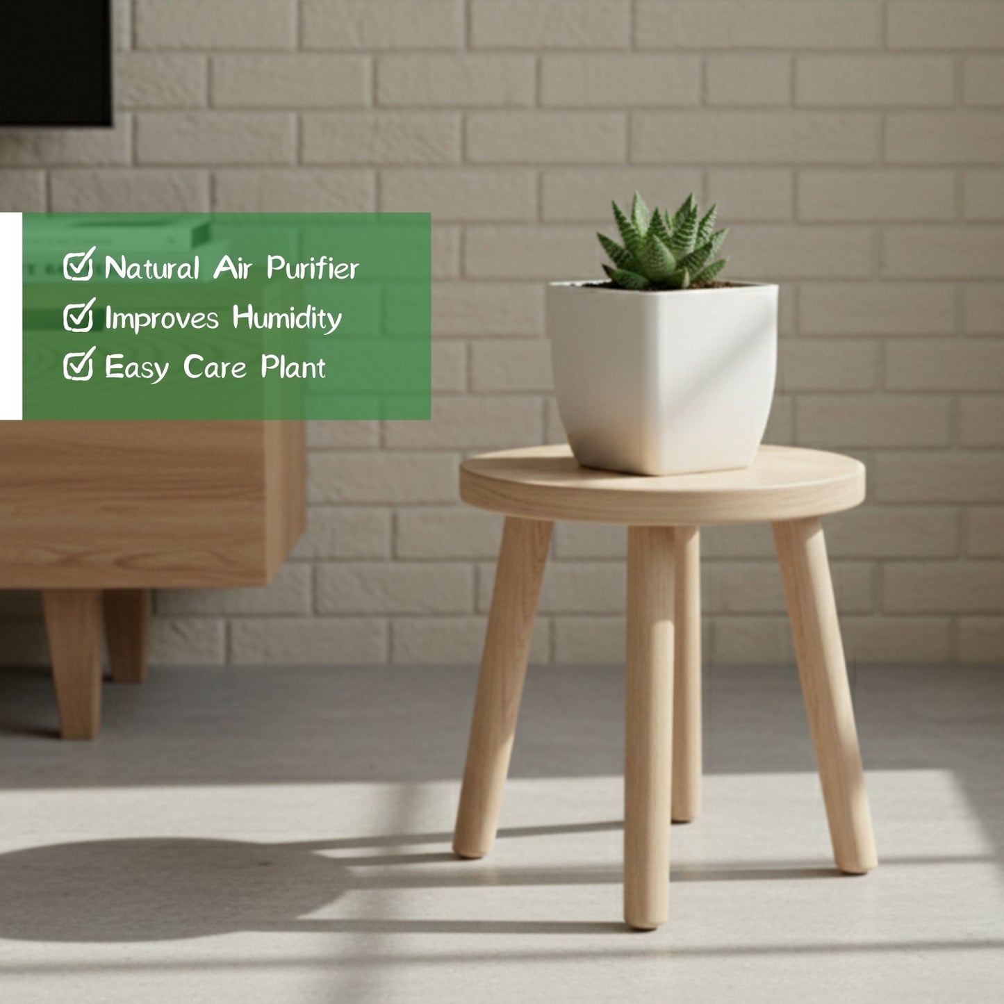 Haworthia Maculata Plant