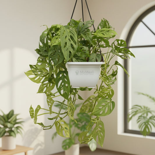 Philodendron Broken Heart With Hanging Pot