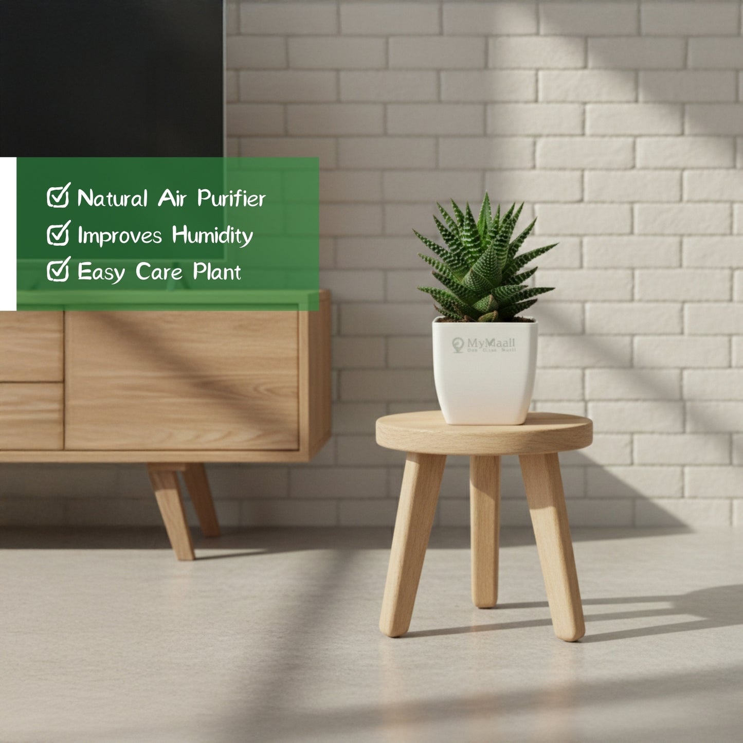 Haworthia Coarctata Plant