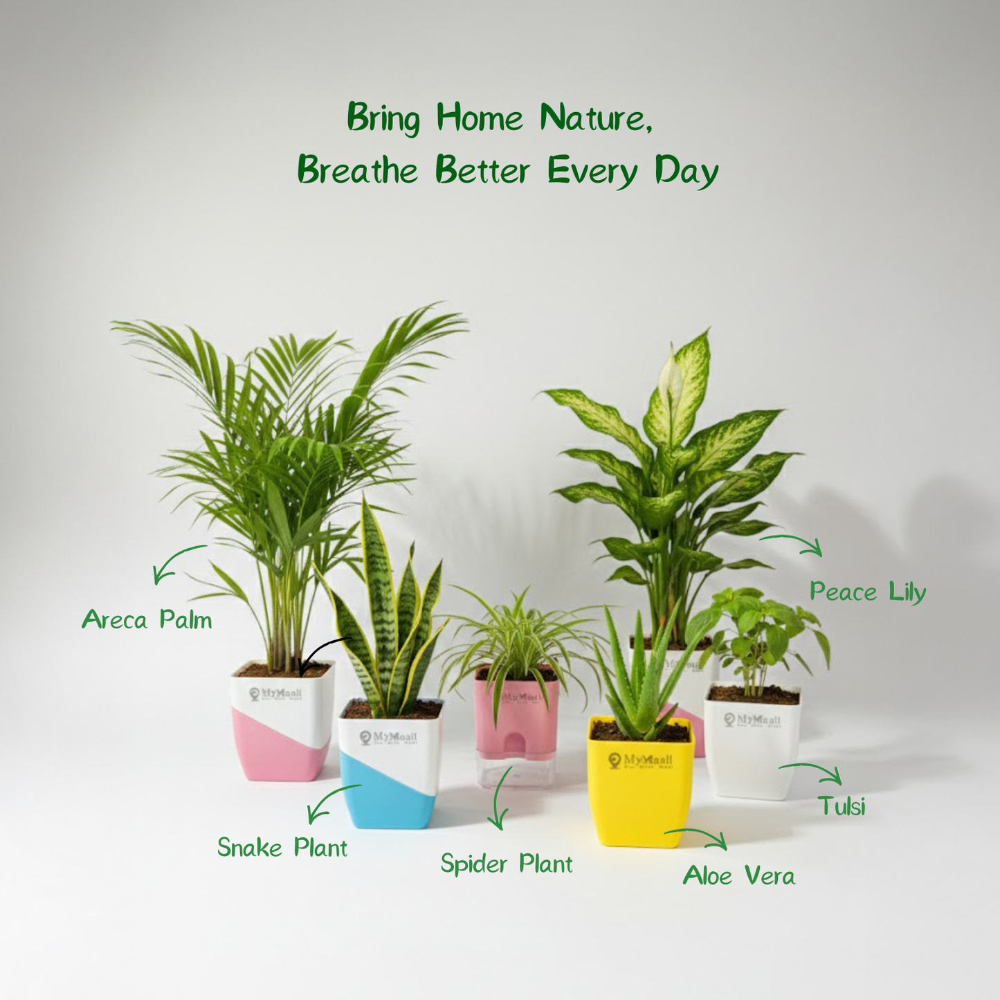 Regular Purifying Kit