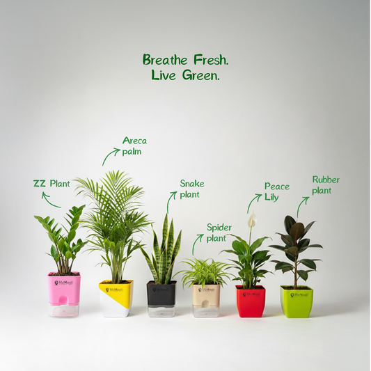 Advance Purifying Kit