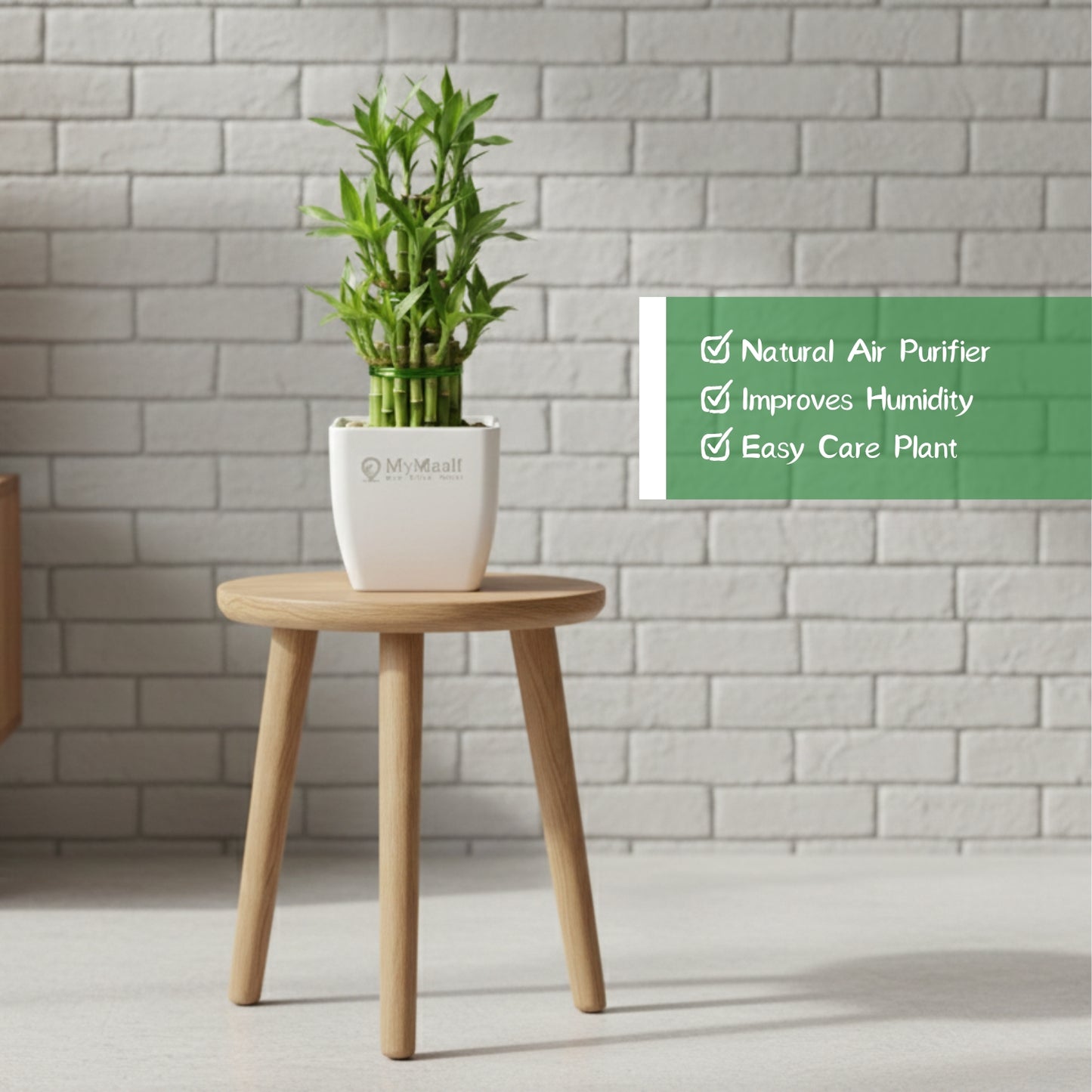 Lucky Bamboo Plant 3 Layer