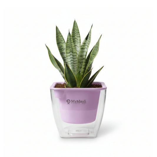 Transparent Self-Watering Plastic Pot