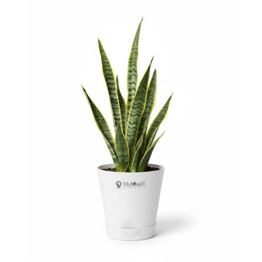 Round Plastic Planter with Tray