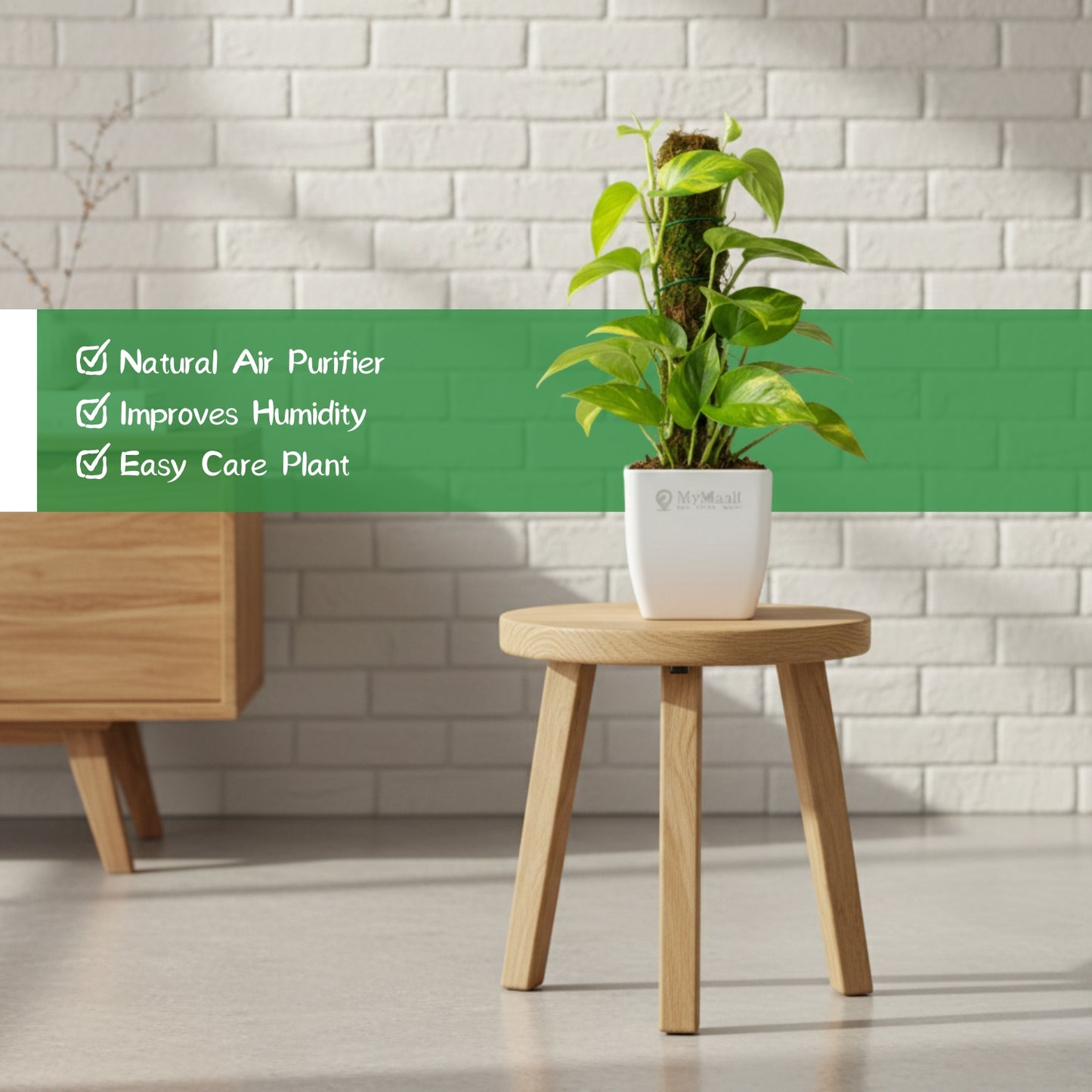 Oxycardium Variegated Plant with Moss Stick - Medium
