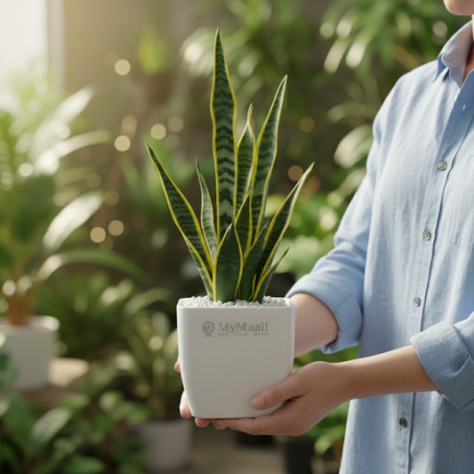 Sansevieria Laurentii Plant