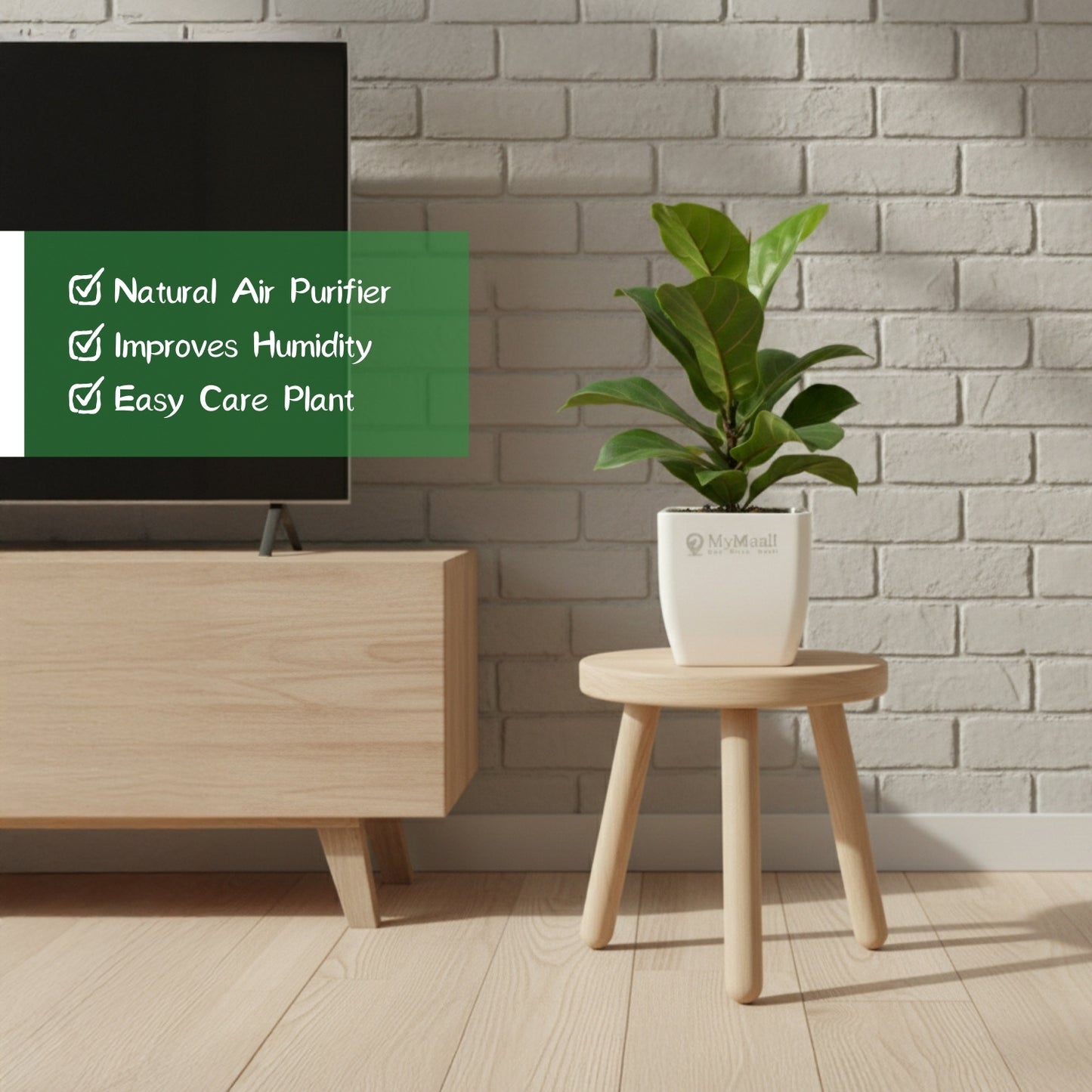 Ficus Lyrata Bambino