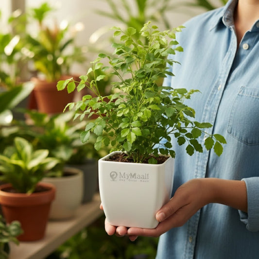 The China Doll Plant 4 inch