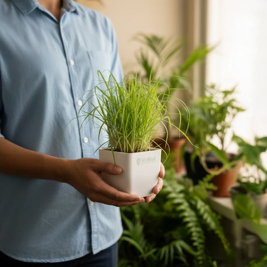Lemon Grass Plant