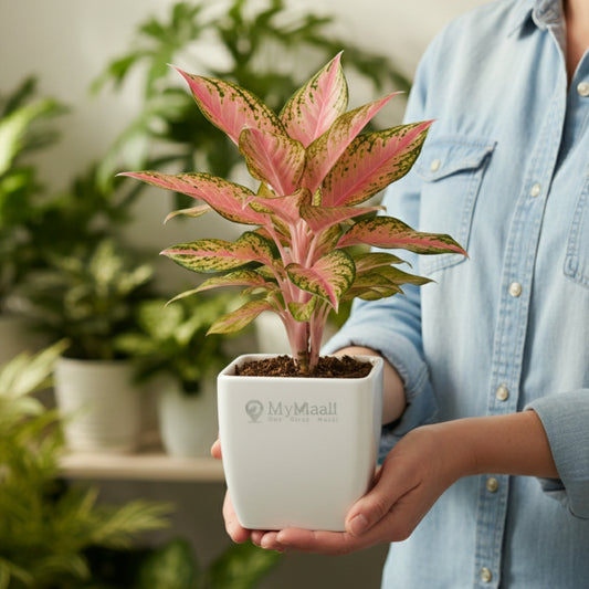 Aglaonema Pink Beauty Plant- small