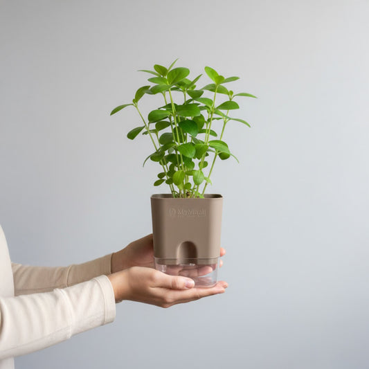 Self-Watering Square Plastic Planter with Transparent Base