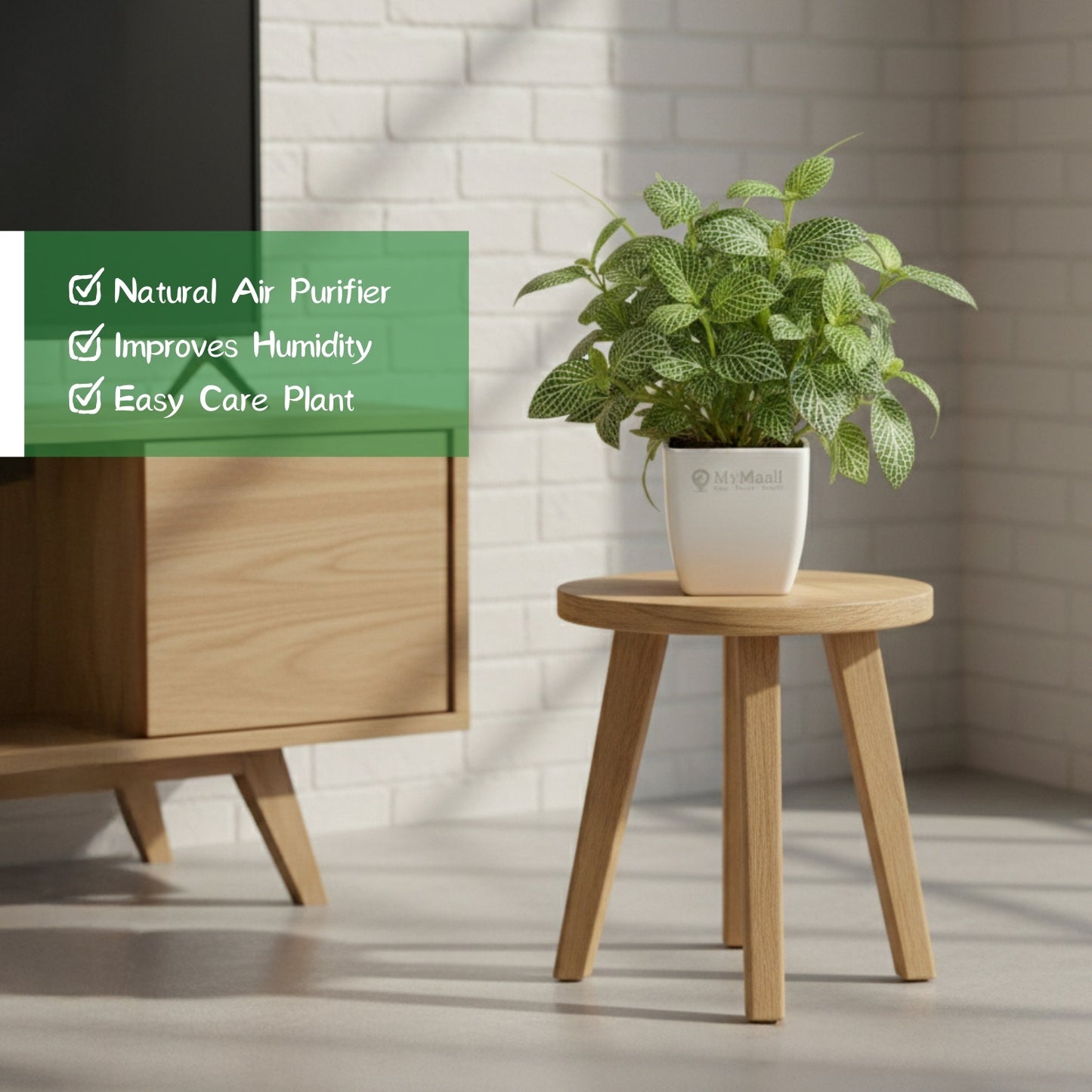 Fittonia Green Plant (Nerve Plant)