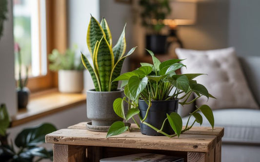 Best Air Purifying Plants for Indian Homes (Low Light Friendly)