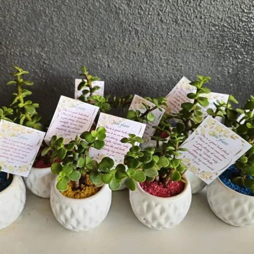 Best Plant Gifts for Housewarming & Festivals