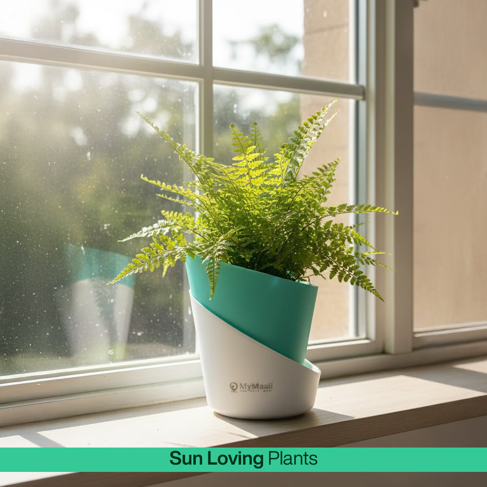 Low Maintenance Plants