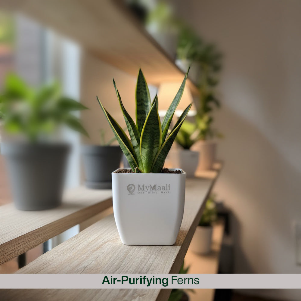 Air Purifying Plants