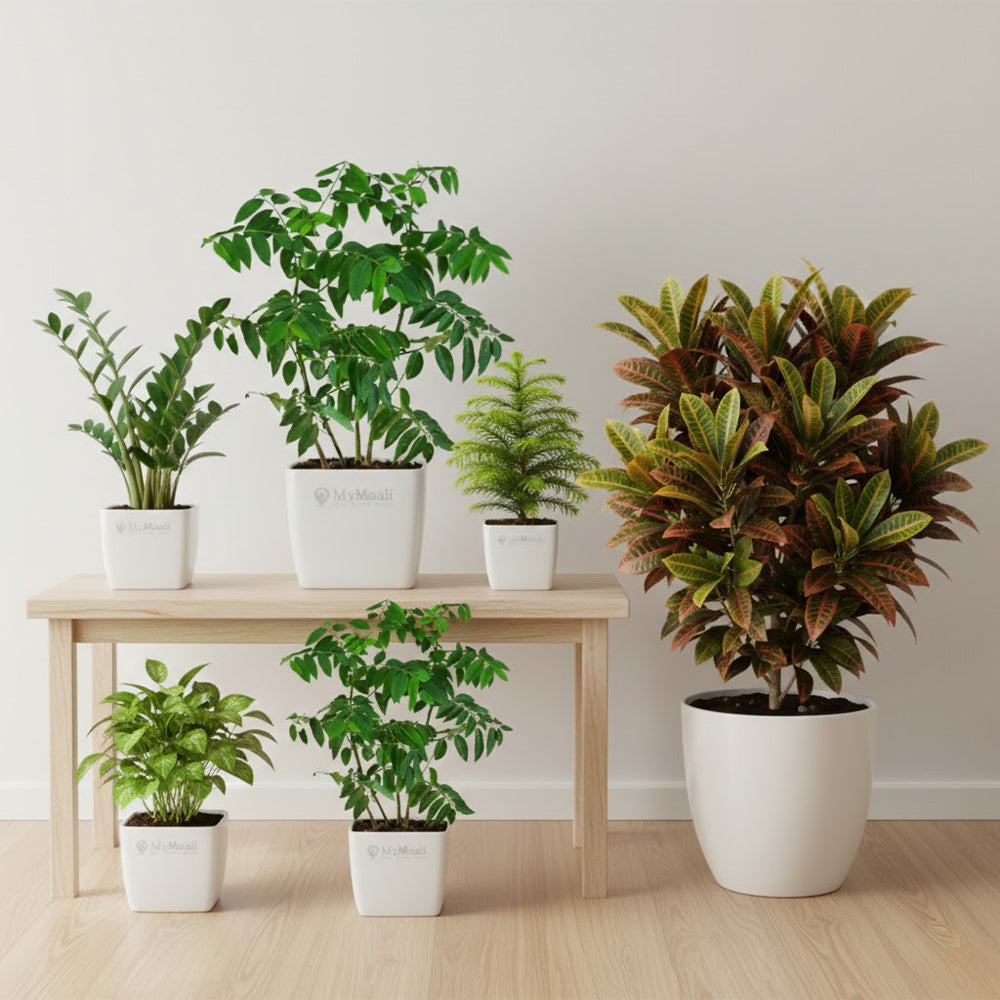 Live Plants