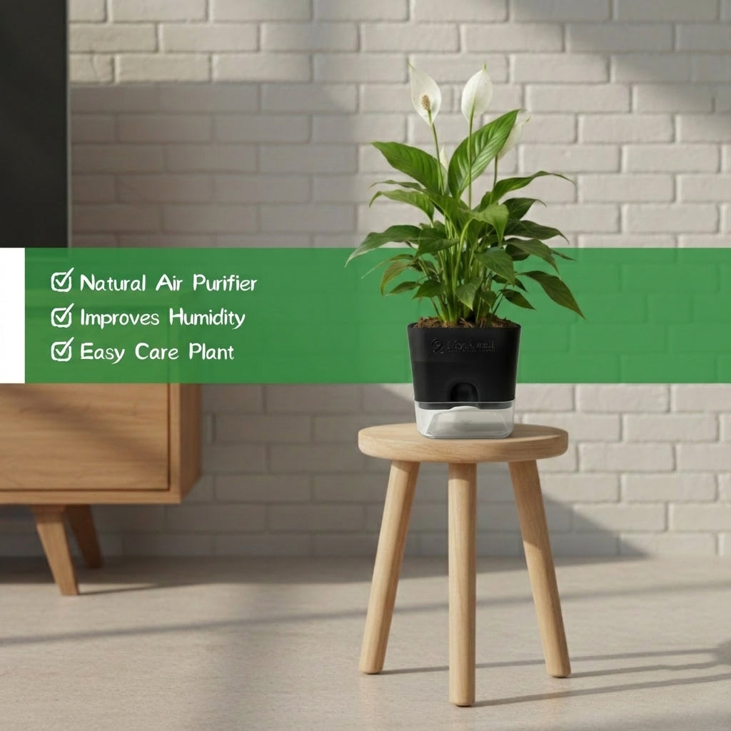 Peace Lily Plant