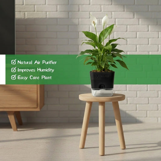 Peace Lily Plant
