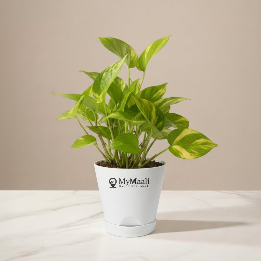 Money Plant Golden