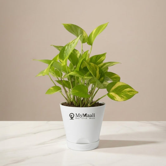 Money Plant Golden