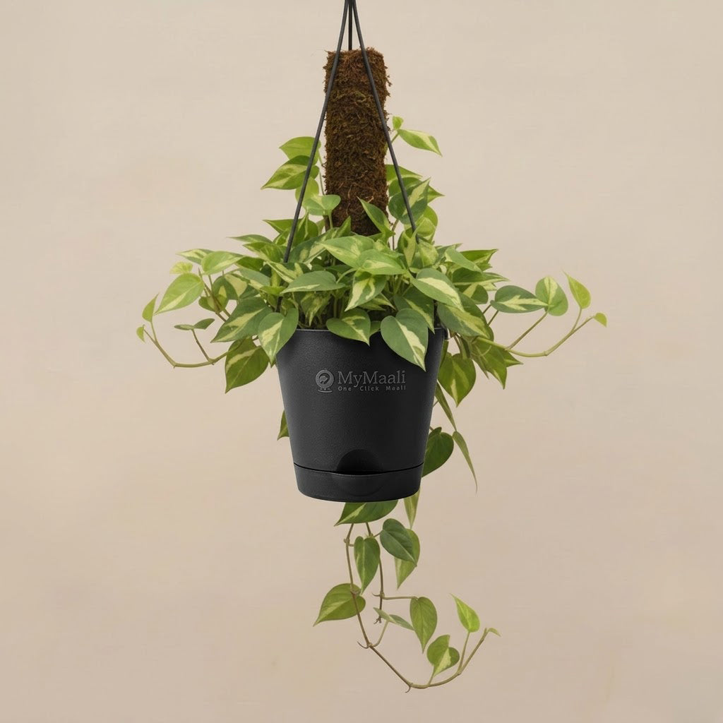 Money Plant Variegated With Hanging Pot And moss stick